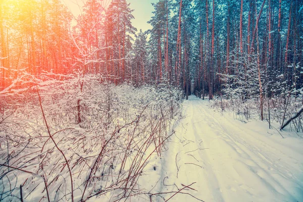 Сосновий Засніжений Ліс Взимку — стокове фото