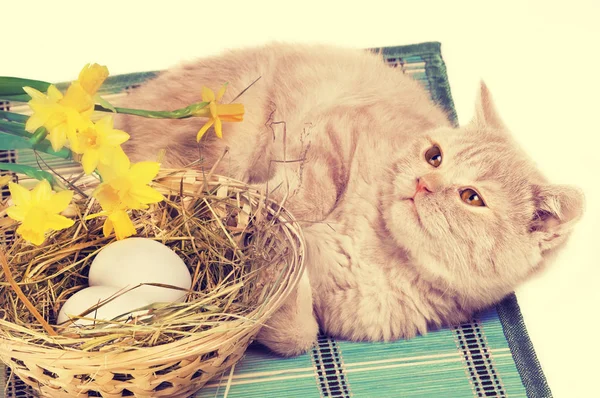 Little Ginger Kitten Lying Basket Colored Eggs Bamboo Pad Easter — Stock Photo, Image