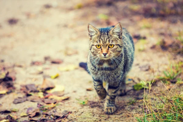 Szary Bezpańskie Mały Kotek Chodzenie Zewnątrz Polnej Drodze — Zdjęcie stockowe