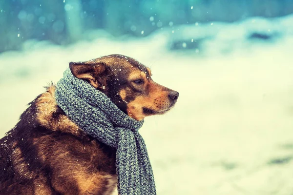 Portrait Dog Knitted Scarf Tied Neck Walking Blizzard Forest — Stock Photo, Image