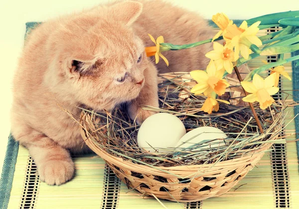 Little Ginger Kitten Lying Basket Colored Eggs Bamboo Pad Easter — Stockfoto