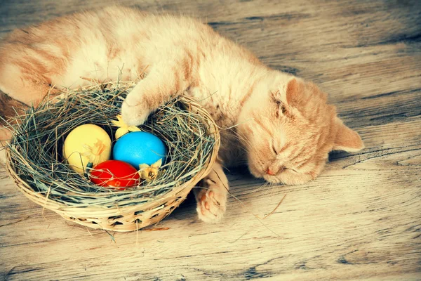 Petit Chaton Roux Dormant Sur Panier Avec Des Œufs Colorés — Photo