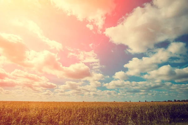 Bellissima Natura Campo Cielo Tramonto Con Nuvole — Foto Stock