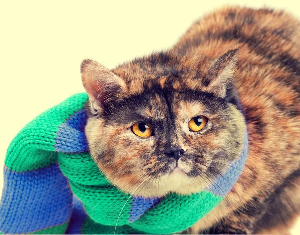 Fashion Portrait Cat Wearing Scarf Winter Concept — Stock Photo, Image