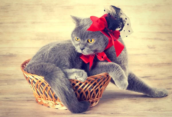 Retrato Moda Gato Con Sombrero Rojo Con Cinta Roja Una —  Fotos de Stock