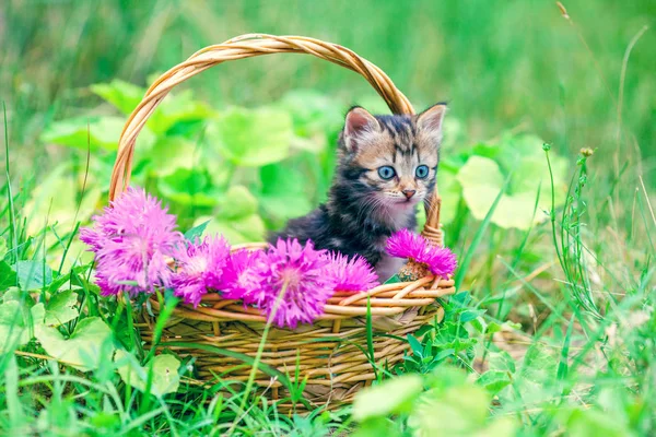 Niedliche Kleine Kätzchen Sitzen Einem Korb Mit Blumen Auf Dem — Stockfoto