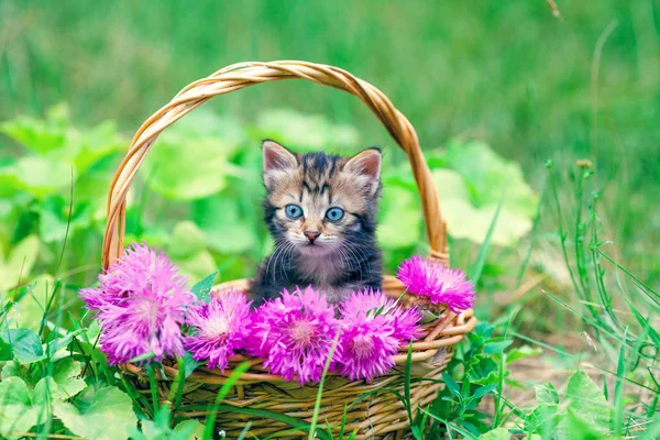 Симпатичный Маленький Котенок Сидит Корзине Цветами Траве — стоковое фото