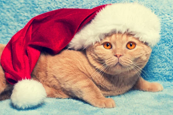 Gember Kat Dragen Kerstmuts Liggend Een Deken Winter Kerstmis Concept — Stockfoto