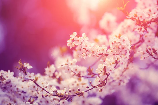 Vintage Çiçeği Kiraz Ağaç Dalları Güneş Doğarken Pembe Bahar Doğal — Stok fotoğraf