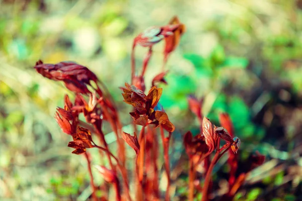 Springtime Young Shoots Peonies Flowers Garden — Stock Photo, Image