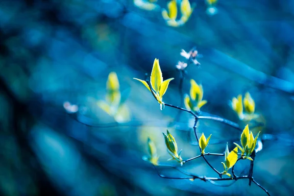 Natürliche Bläuliche Jasminblätter Des Baumhintergrunds Frühlingsblätter Von Baumwald Oder Garten — Stockfoto