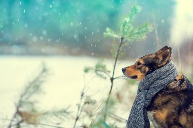 A köpek ile örme eşarp portresi blizzard ormanda yürüyüş boynuna bağlı