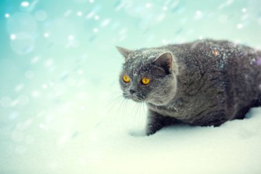 Kar yağışı sırasında karda yürüme mavi Britanya ile ilgili stenografi av kedi