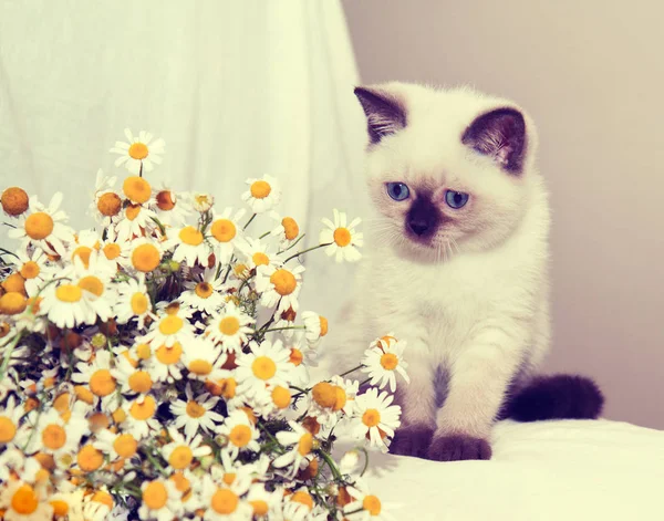 Little Kitten Looks Chamomile Flowers — Stock Photo, Image