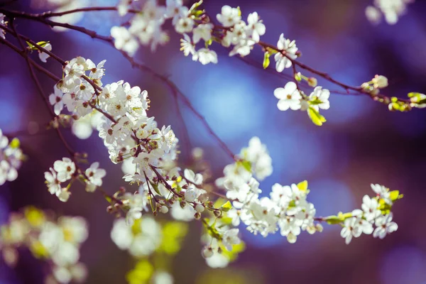 Cseresznye Kék Vintage Lila Virág Tavaszi Természetes Háttér — Stock Fotó
