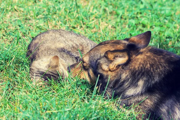 Dog Cat Best Friends Playing Together Outdoor Lying Grass Together — Stock Photo, Image