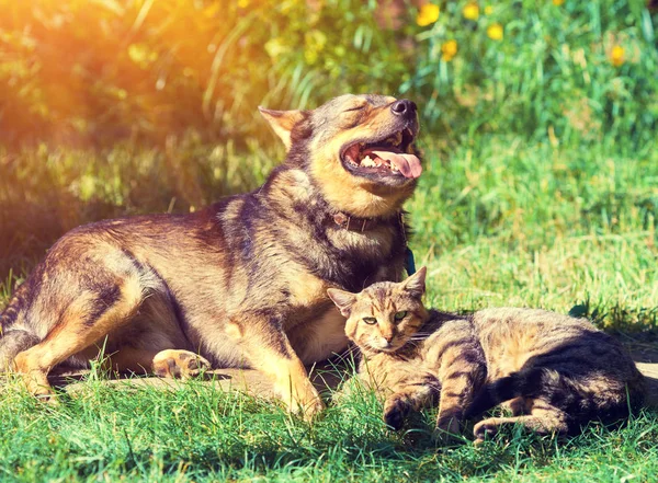 狗和猫最好的朋友一起在户外玩耍 一起躺在草地上 — 图库照片
