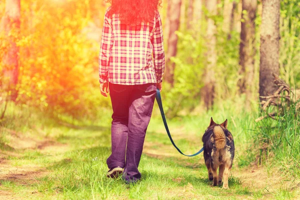 夕暮れの森を歩く彼女の犬を持つ若い女性 — ストック写真