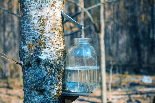 Produzione Linfa Betulla Vaso Vetro Nella Foresta Primavera — Foto Stock