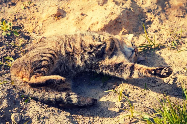 Счастливая Кошка Лежит Песке Грунтовой Дороге Кошка Наслаждается Летом Теплой — стоковое фото