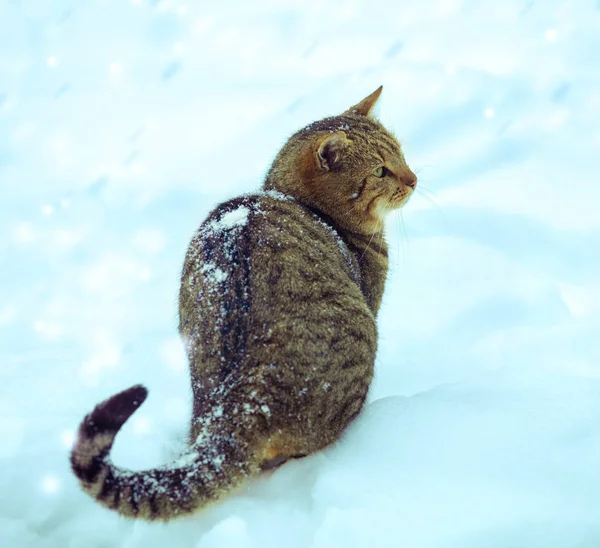 Kar Kar Yağışı Kışın Açık Üzerinde Oturan Kedi — Stok fotoğraf