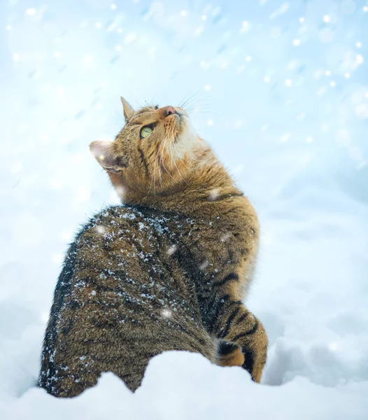 Γάτα Υπερυψωμένο Πόδι Κοιτώντας Ψηλά Στο Πέσει Χιόνι Γάτα Κεφάλι — Φωτογραφία Αρχείου