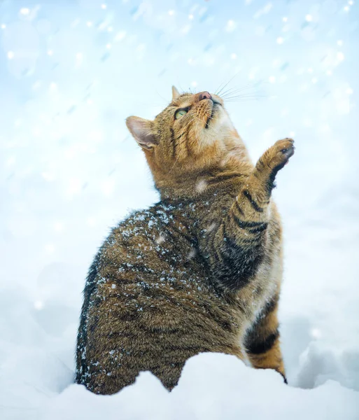 Katze Mit Erhobener Pfote Die Auf Gefallenen Schnee Blickt Katze — Stockfoto
