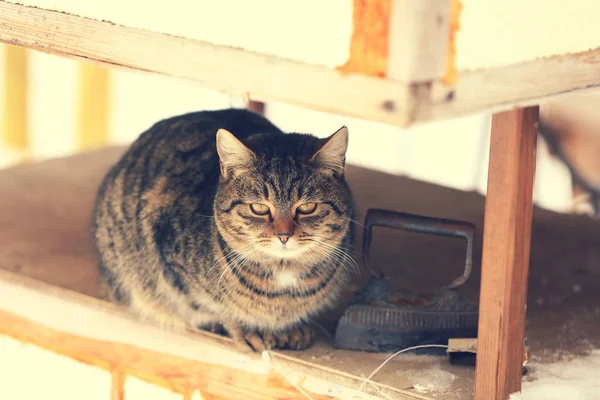 Летом Кошка Лежит Открытом Воздухе Дворе Расслабляющая Кошка — стоковое фото