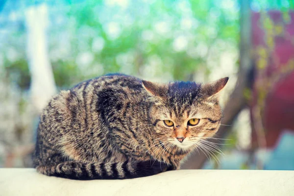 Cat Lying Outdoor Yard Summer Relaxing Cat — Stock Photo, Image