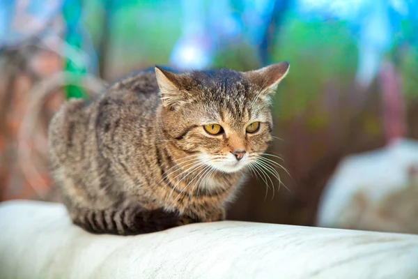 Cat Lying Outdoor Yard Summer Relaxing Cat — Stock Photo, Image