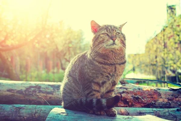 Happy cat sitting on logs in a garden at sunset. Cat enjoying spring and warm weather