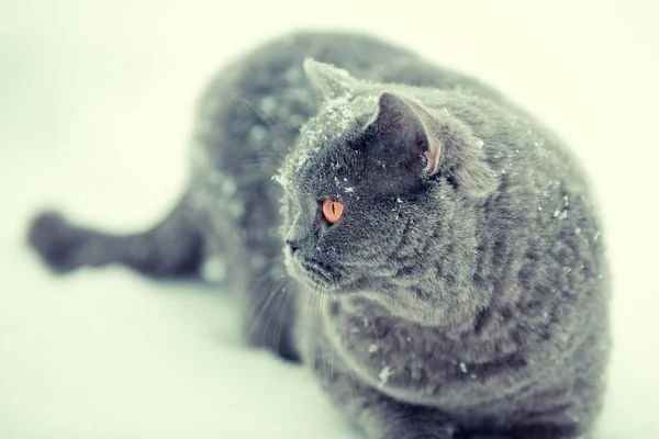 Голубая Британская Охотничья Кошка Ходит Снегу Время Снегопада — стоковое фото