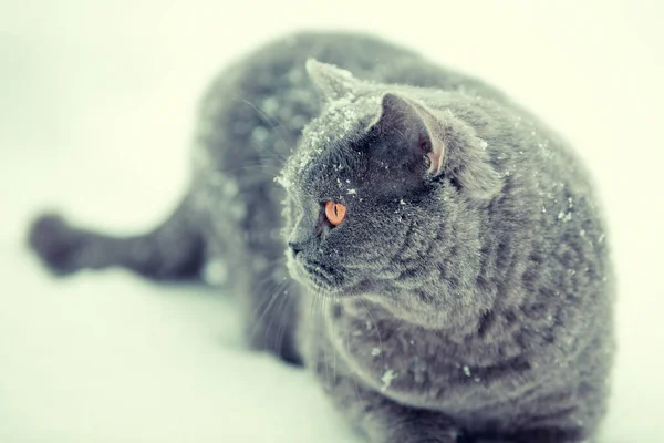 Azul Britânico Cavalo Caça Gato Andando Neve Durante Queda Neve — Fotografia de Stock