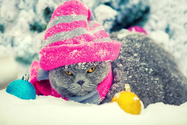 Fashion Portrait Blue British Shorthair Cat Wearing Knitting Hat Cat — Stock Photo, Image