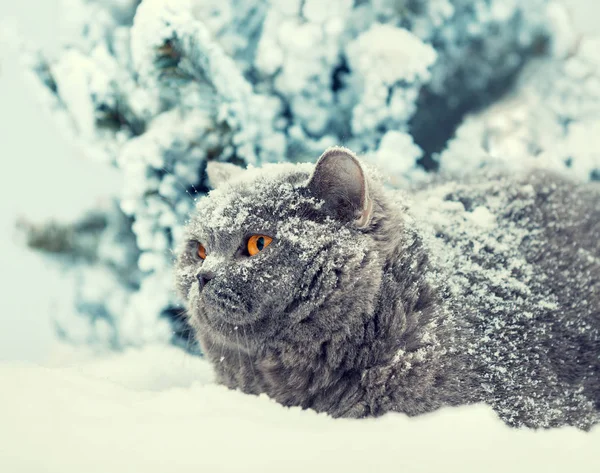 Cat Placering Snö Snöstorm Nära Granen Vintern Katt Täckt Med — Stockfoto