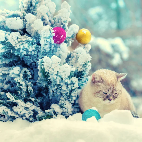 Portret Van Siamese Kat Buiten Winter Buurt Van Spar Kerstboom — Stockfoto