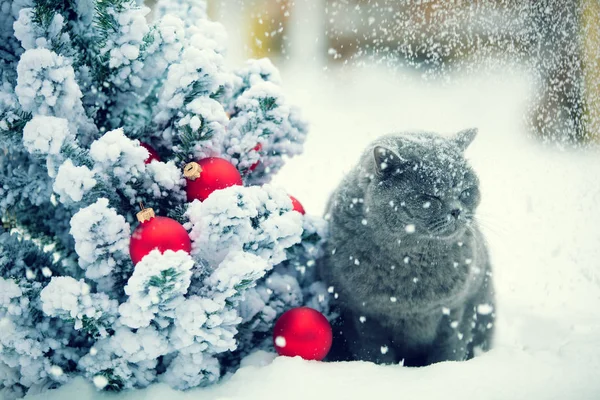 Голубой Британский Кот Shorthair Сидящий Улице Снегу Рядом Елкой Рождественскими — стоковое фото