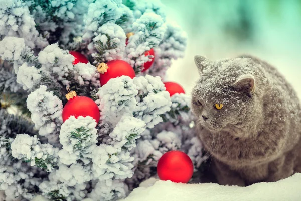 Blu British Shorthair Gatto Seduto All Aperto Nella Neve Vicino — Foto Stock