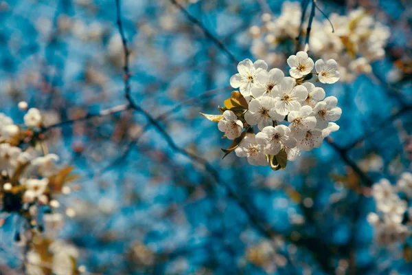 ビンテージ花果樹園 桜の花の枝 グラデーション カラー — ストック写真