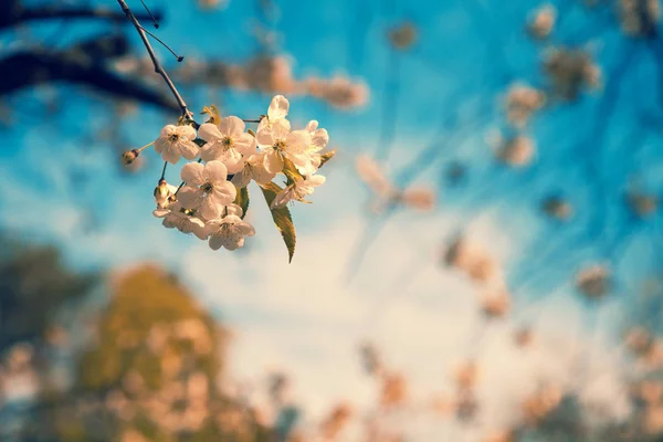Vintage Kwitnących Sadów Gałęzie Wiśnia Kwiaty Przeciw Błękitne Niebo — Zdjęcie stockowe