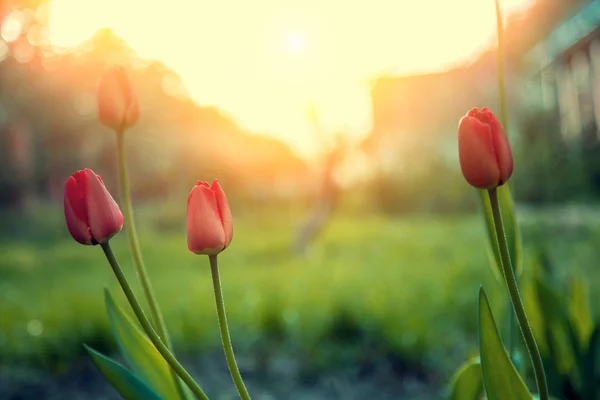 Тюльпаны Цветут Парке Солнечный День — стоковое фото