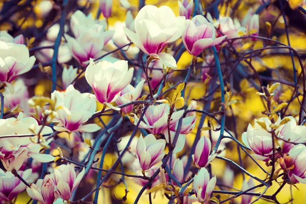 Blühen Magnolienblüten Frühling — Stockfoto
