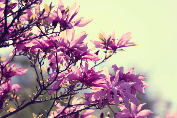 Flores Magnolia Flor Contra Cielo Primavera — Foto de Stock