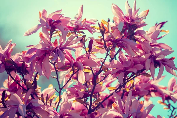 Fioritura Magnolia Fiori Contro Cielo Primavera — Foto Stock