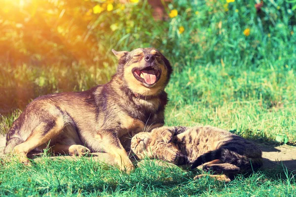 Perro Gato Mejores Amigos Jugando Juntos Aire Libre Yaciendo Hierba — Foto de Stock