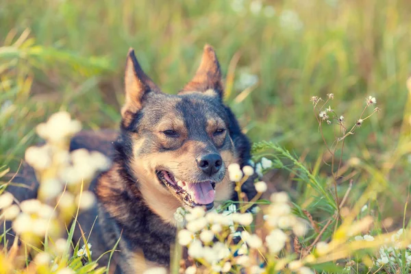 花の草原に草に横たわる犬 — ストック写真