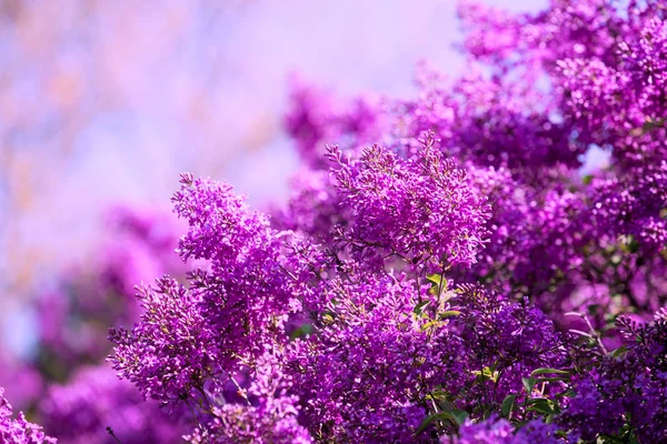 Lilac Bush Sky Garden — Stock Photo, Image