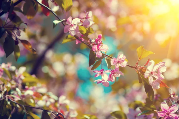 Pomar Flores Vintage Ramos Com Flores Cereja Pôr Sol — Fotografia de Stock