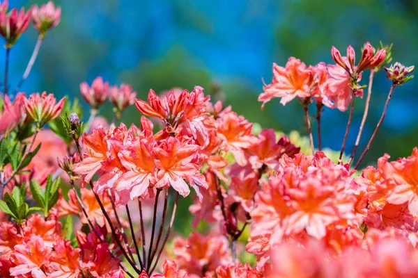 晴天花园里的杜鹃花花 — 图库照片