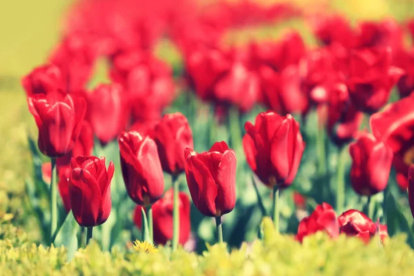 Rode Tulpen Bloeien Tuin Een Zonnige Dag — Stockfoto